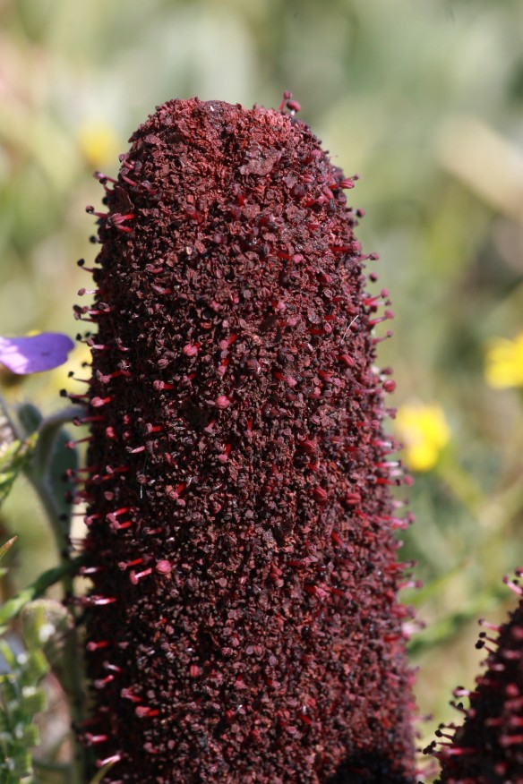 Cynomorium coccineum - fungo di Malta